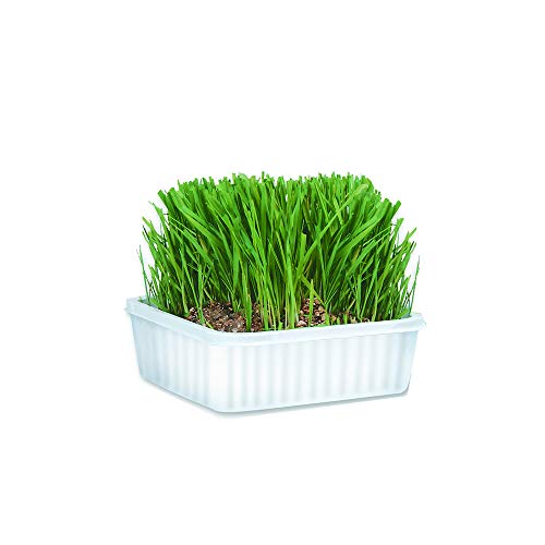 cat-a'bout multi-cat catgrass plus tub de 150 gramos de miraclecorp / gimborn