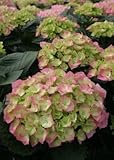 Cityline BerlinÂ® Bigleaf Hydrangea - Flowering Shrub - Proven Winners