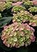 Cityline Berlin® Bigleaf Hydrangea - Flowering Shrub - Proven Winners