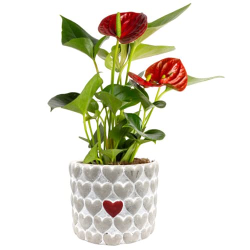 Costa Farms Anthurium, Live Plant, HeartShaped Flower, Indoor House