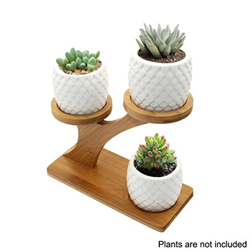 3 Pack Owl Ceramic Succulent Plant Pots with Bamboo Tray