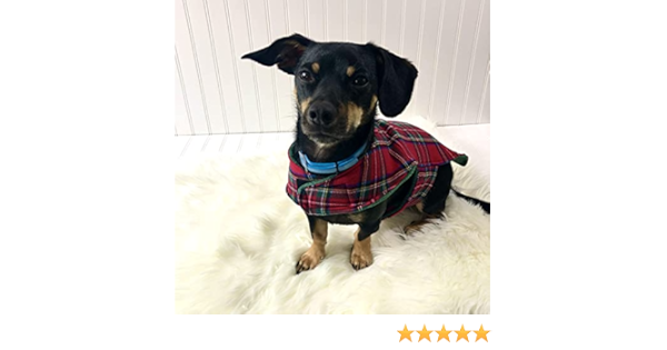 dachshund clothes amazon