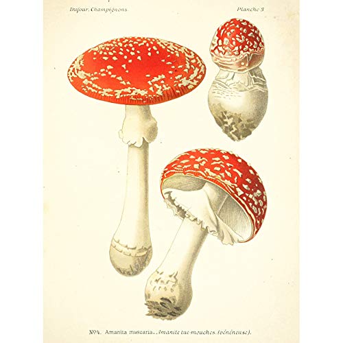 Artery8 Dufour 1891 Mushroom Atlas Fly Agaric Unframed Wall Art Print Poster Home Decor Premium — image 1