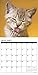 What Kittens Teach Us 2018 Calendar