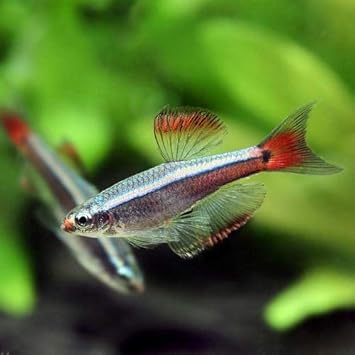 Amazon 熱帯魚 カージナル アカヒレ ロングフィン ３０匹 沖縄別途送料 北海道 九州航空便要保温 Charm チャーム 観賞魚 水中生物 通販