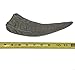 WhiteTail Naturals - XL Water Buffalo Horns for Dogs (Extra Large) All-Natural Dog Bone - Long Lasting Chew Toy for Aggressive Chewers and Teething Puppies