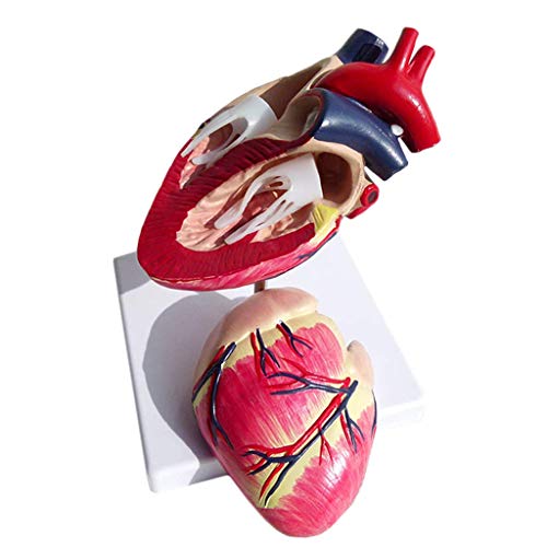 image for LXX Dog Heart Anatomical Model Nature Size Canine Pet Organ Teaching I