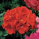 Outsidepride-Geranium-Scarlet--25-Seeds