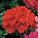 Outsidepride Geranium Scarlet - 25 Seeds