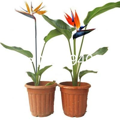 AGROBITS Saat: Verkauf! 100 StÃ¼ck Seltene Zimmerpflanzen Strelitzia Reginae flores Hybrid-Paradies plantas Plant Bonsai-Anla
