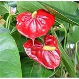 Jmbamboo - Summer Special - Hawaiian Red Anthurium Plant 8 - 10 Inches in a 4