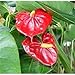 Jmbamboo - Summer Special - Hawaiian Red Anthurium Plant 8 - 10 Inches in a 4" Pot