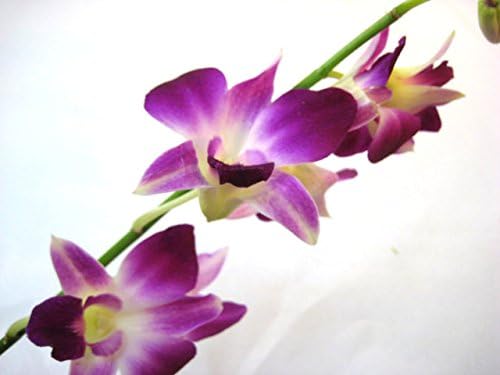 Amazon Co Jp デンファレ 生花 切り花 ソニア 5本 ホーム キッチン