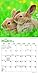 Honey Bunny 2019 7 x 7 Inch Monthly Mini Wall Calendar, Domestic Small Cute Animals (Multilingual Edition)