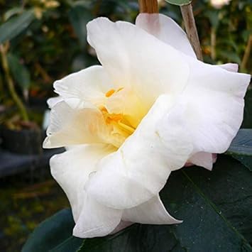 Amazon 国華園 花木苗 ツバキ 香り椿 梅ヶ香 1株 花
