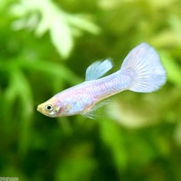 Amazon 熱帯魚 スノーホワイト グッピー オス 外国産 １匹 北海道 九州航空便要保温 Charm チャーム 観賞魚 水中生物 通販