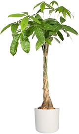 elho B.for Soft Round 22 Indoor Plant Pot 100% Recycled Plastic Ø22.3 x H20.4 cm view 9