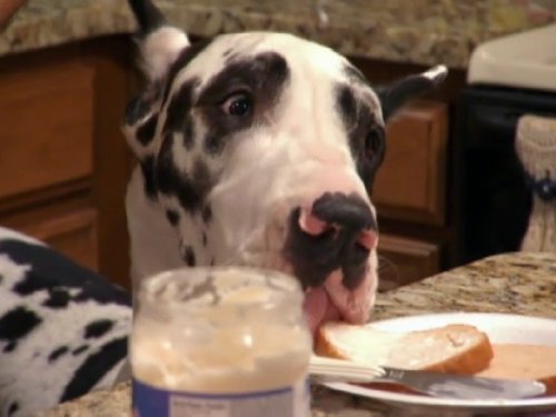 Watch It S Me Or The Dog Season 1 Prime Video