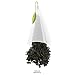 Tea Forté Presentation Box with 20 Handcrafted Pyramid Tea Infusers - English Breakfast Black Tea