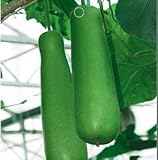 SD0642 Green Med-long Bottle Gourd Seeds, Organic Seeds, 60-Days Money Back Guarantee (6 Seeds)