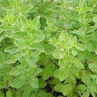 Clovers Garden Italian Oregano Herb Plants - 2 Live Plants, 4-8 Inch Tall, Non-GMO, 4 Inch Pots - Mild Flavor, Dries Well