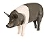 Safari Ltd. Hampshire Pig Figurine - Detailed 4.25