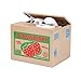 Ziv Coin Bank, Unique Gadgets & Toys Stealing Money Piggy Bank, Cat Piggy Bank (Strawberry Cat)