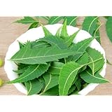 Fresh Neem Leaves, Azadirachta Indica, Margosa, 50-60 leaves, from South Florida.