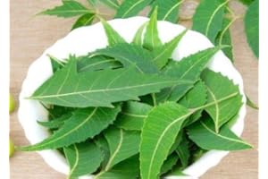 GOODLUCK GANESHA Fresh Neem Leaves