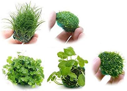 Amazon 水草 置くだけ簡単 水草ボール 無農薬 ５種セット 北海道航空便要保温 Charm チャーム 生体水草 通販