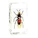 QTMY Biology Science World Collection of Real Insect Specimen Paperweight (Vespa)