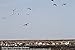 Sillosocks Juvy Snow Goose Decoy (12-Pack), White