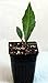 Handama, Suizenjigusa, Okinawa Spinach - Gynura - Edible Houseplant - 4