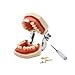 YOUYA DENTAL TM-021 Dental Typodont Teeth Model Completely Detachable Teaching Study Tools Typodont Articulated Anatomy Teeth Model 28 Removable Teeth, with a Small Screwdriver