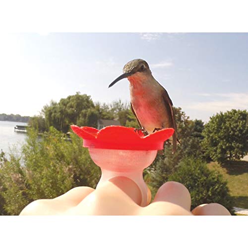 Songbird Essentials Hummer Rings Hummingbird Feeder That You Wear