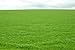 5LBS Creeping Red Fescue Lawn Grass Seed Fully Tested, Quick Germination Festuca Rubra (5LB)