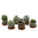 T4U Succulent Planter Pots Ceramic - Set of 6, Small Ceramic Succulent Pots Cactus Planters, Clay Pots with Drainage Window Boxes with Bamboo Tray, Green