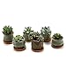 T4U Succulent Planter Pots Ceramic - Set of 6, Small Ceramic Succulent Pots Cactus Planters, Clay Pots with Drainage Window Boxes with Bamboo Tray, Green