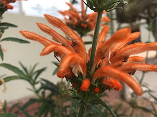 P111S. Leonotis leonurus Lion's Tail - 30 Seeds