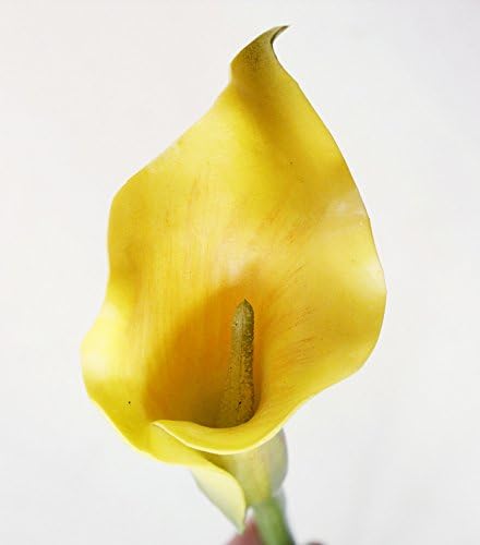 HUAYIFANG The Decor Is Tops Flower Emulation Flower Injection Horse Shoe Lin Leave A Small Sea-Line Wedding Flower Decoration Home Decoration Table Top Flower Yellow