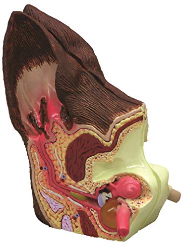 Amazon.com: Canine/Dog Ear Anatomical Model 2-Sided: Industrial