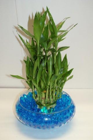 Water Crystals for Plants - Blue Hydro Crystals