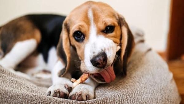 DENTLEY’S GOURMET RAWHIDE STUFFED ROLLS DOG TREATS – SWEET POTATO & CHICKEN 25 ROLLS PER PACK