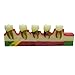 Pevor Dental Teeth Model Periodontal Disease Assort Tooth Typodont Study Teaching Model