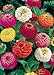 David's Garden Seeds Flower Zinnia Lilliput Mix D3658W (Multi Colored) 500 Open Pollinated Seeds