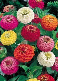 David's Garden Seeds Flower Zinnia Lilliput Mix D3658W (Multi Colored) 500 Open Pollinated Seeds David's Garden Seeds Flower Zinnia Lilliput Mix D3658W (Multi Colored) 500 Open Pollinated Seeds