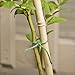 Gardener's Blue Ribbon T028B Soft Garden Twine, 200'