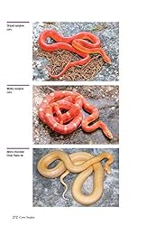 Corn Snakes: The Comprehensive Owner's Guide