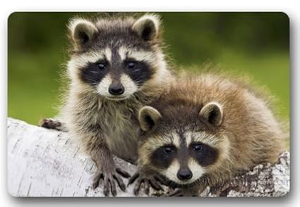 Amazon Com Hi Doormat Outlet Seller Custom Lovely Raccoon