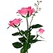 Outdoor Solar Garden Stake Lights, Homeleo Solar Powered Rose Flower Lights for Garden Back Yard Patio Christmas Decoration - Pink